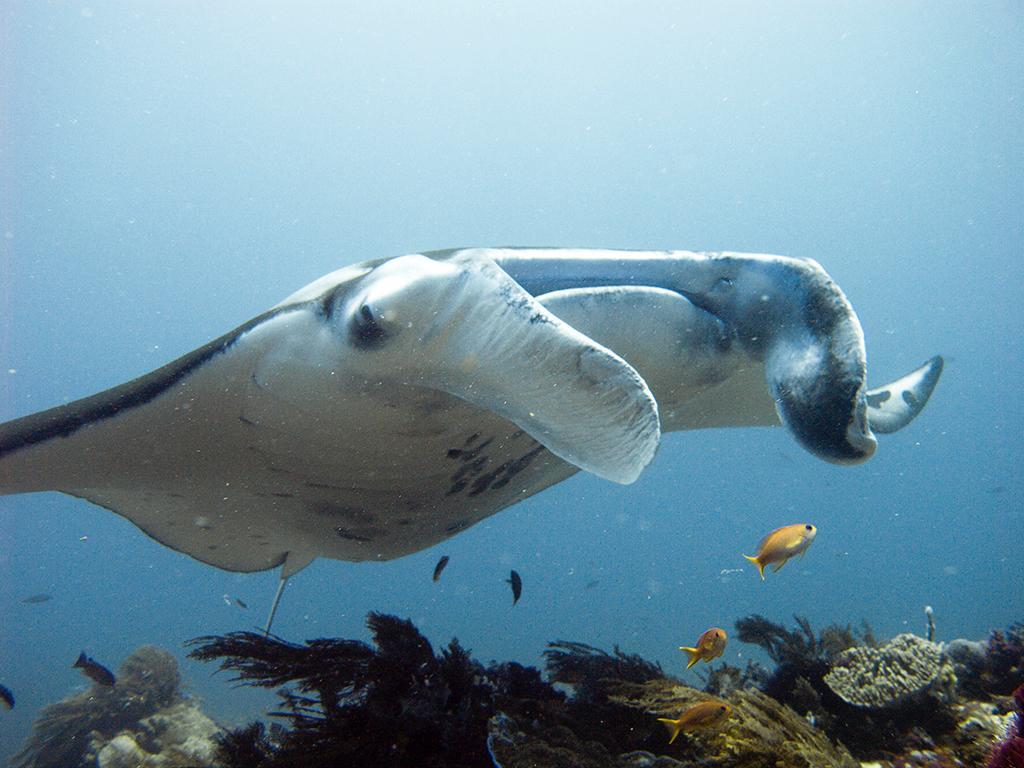 Blue Marlin Dive Komodo لابوان باجو المظهر الخارجي الصورة